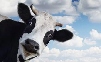 Koeien geven minder melk door 4G
